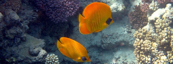 Last Minute Luxusurlaub in Ägypten: 1 Woche All inclusive im 5*Hotel inkl. Transfer + Flüge ab 291€