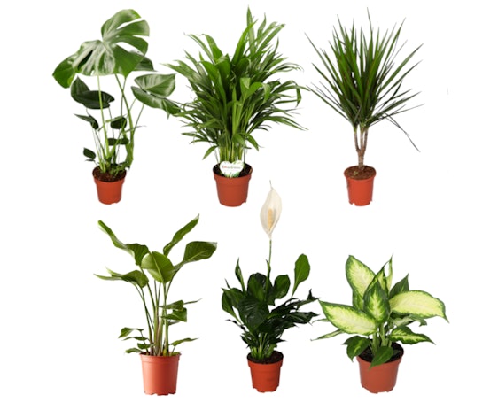 6er-Set Zimmerpflanzen für 28€ - Monstera, Goldfruchtpalme, Spathiphyllum, Drachenbaum, Dieffenbachia und Alocasia